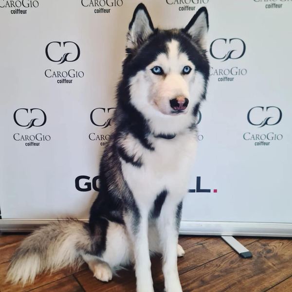 Akay, der Husky